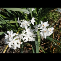 Narcissus Papyraceus (ss-esp Papyraceus) (fam Amaryllidacees) (Europe meridionale) (02)